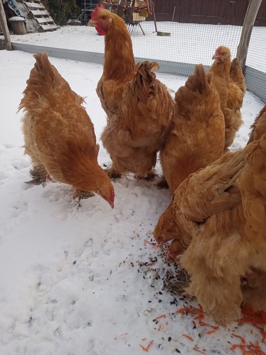 Sprzedam koguty kochiny oraz jaja lęgowe.