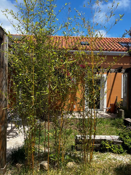 Bambu para vaso ou jardim