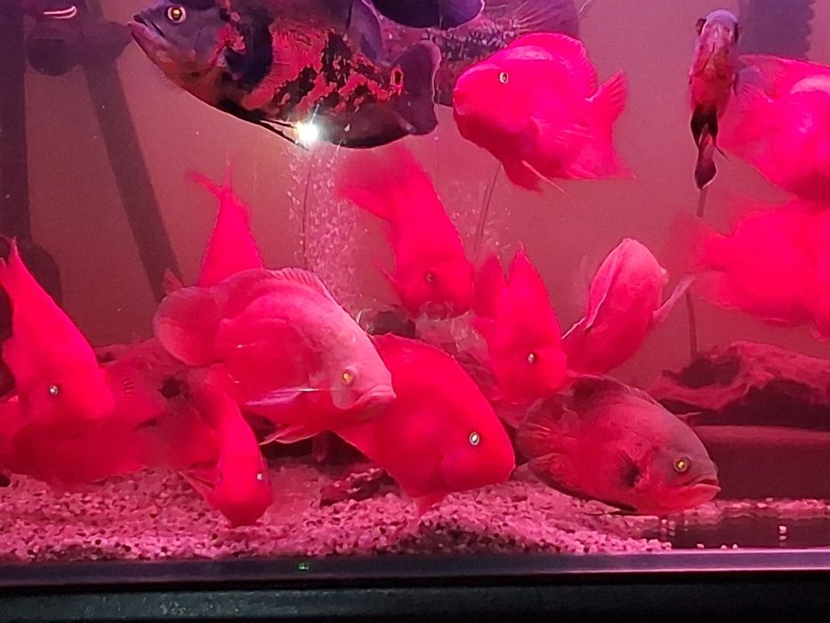 Pielegnice papuzie xxl, full red.
