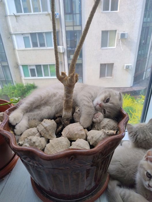 Шотландські кошенята
