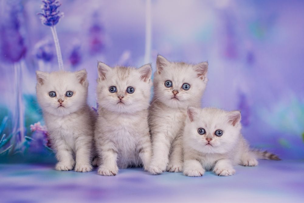 Шотландские малыши