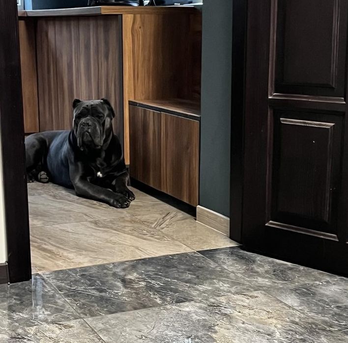 Кане Корсо для вʼязки