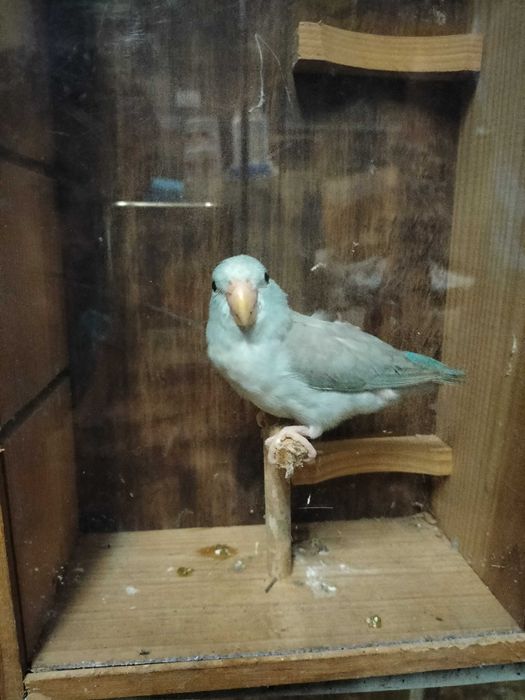 Forpus Coelestis Criador Registado