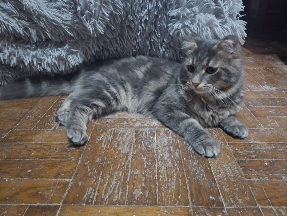 Кошенята шукають добрі руки