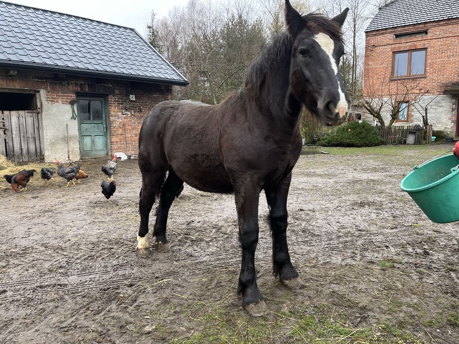 Źrebak zimnokrwisty