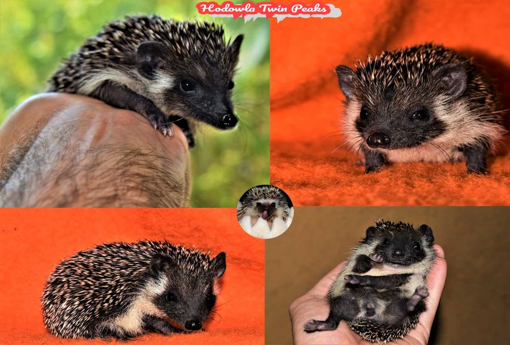 Jeż pigmejski z RODOWODEM, jeżyk, jeże. Jeż afrykański. Hodowla