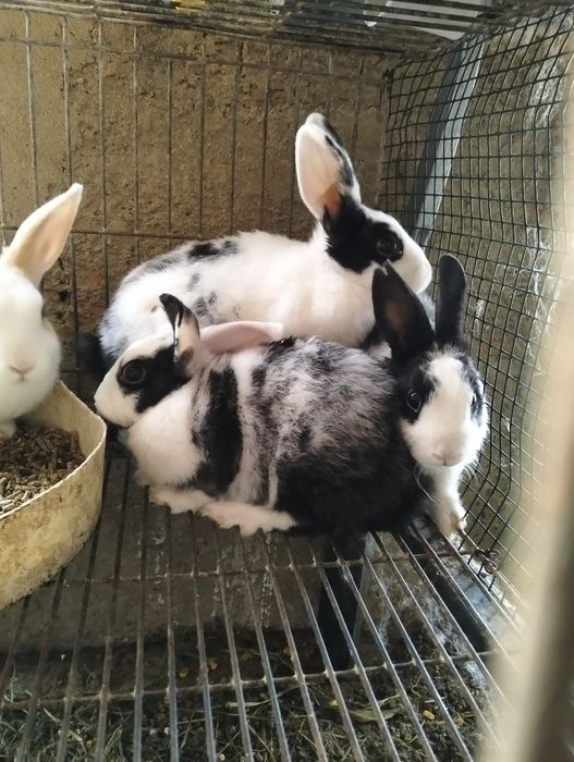 Coelhos anões deste ano