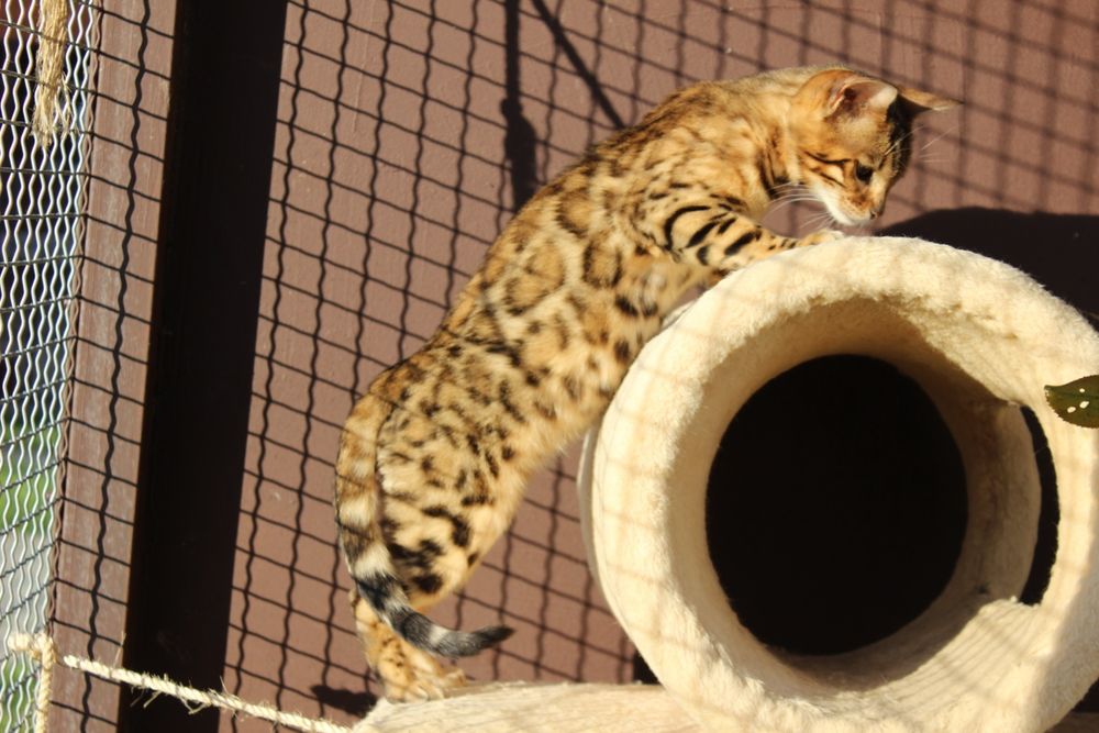 Бенгал хлопчик купити