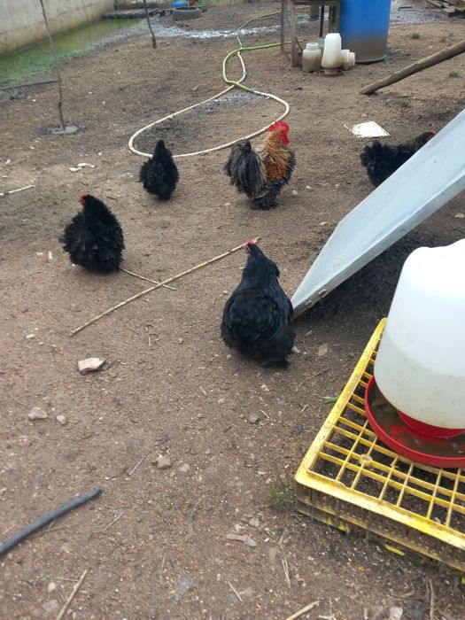 Vendo galinhas de raça