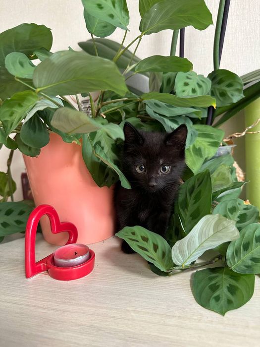 Чорні котики безкоштовно