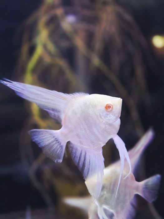 Skalar marble albino