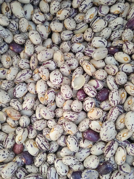 Від 10 кг. Продам домашню квасолю, 90 грн.  Волинь.