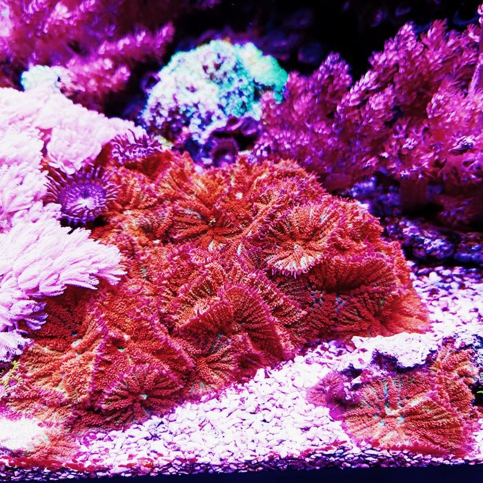 Corais vários frags