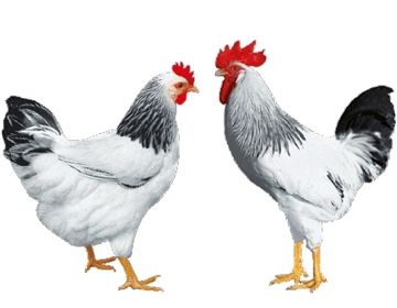 Яйця м'ясо- яєцного, яєчного направлення