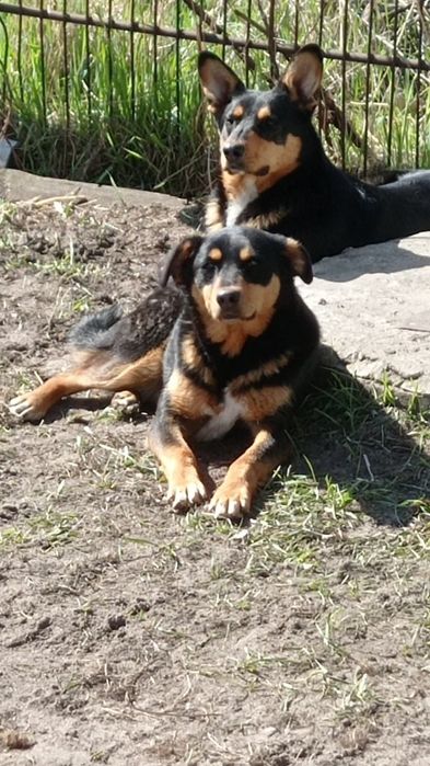 Терміново прилаштовується молода собачка Лекса