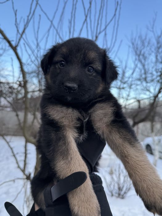 Цуценята німецької вівчарки БЕЗКОШТОВНО . Мама - німецька вівчарка.