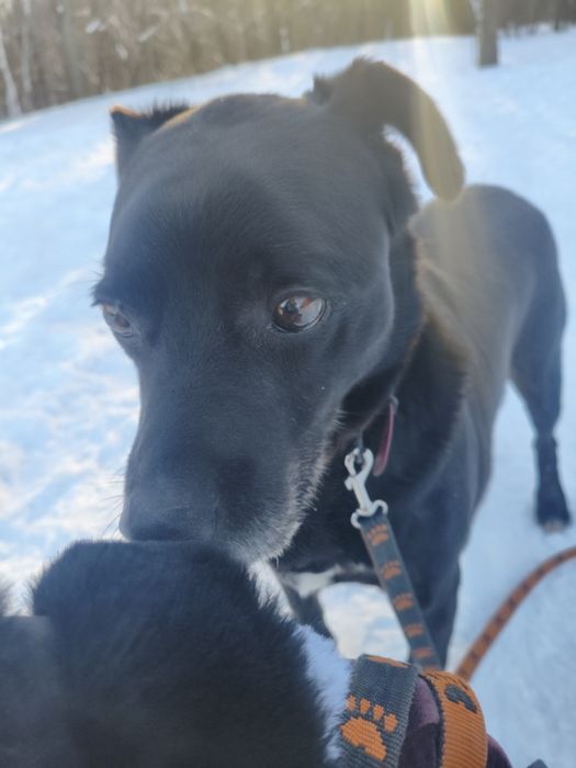 Wdzięczny, kochany, spokojny - Gordon - czeka z nadzieją na dom