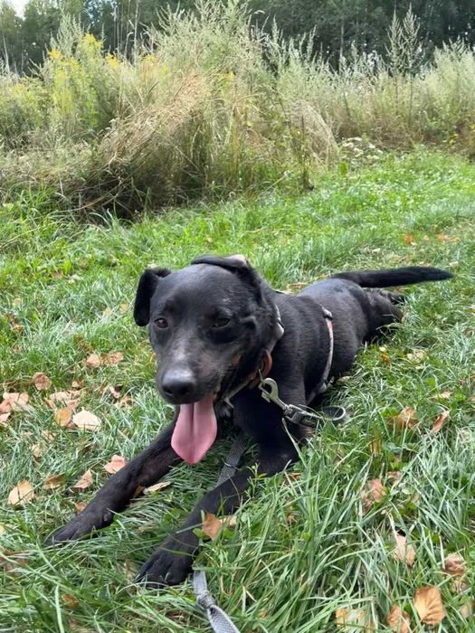 Wygląda jak mniejszy labrador - Mejlo czeka w schronisku