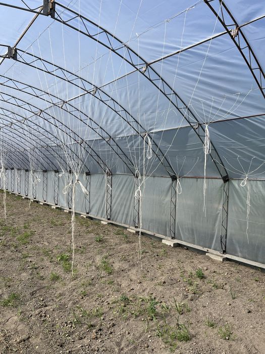 Tunel foliowy 7,5m x31,5m folia 10 sezonowa