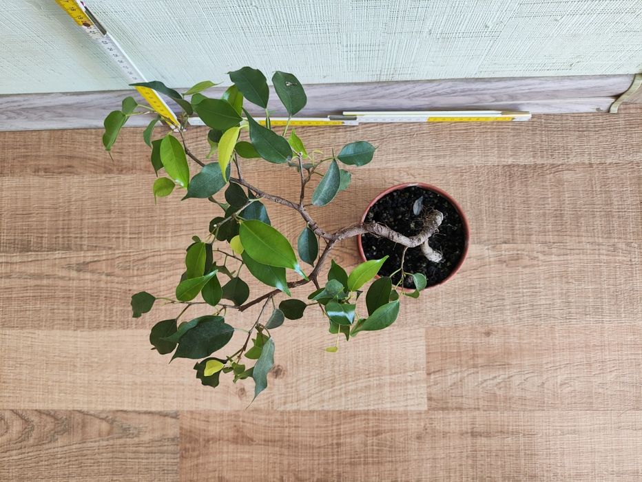 Фікус бенджаміна