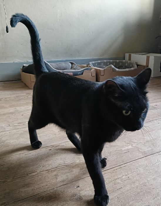 Gatinho para adoção responsável