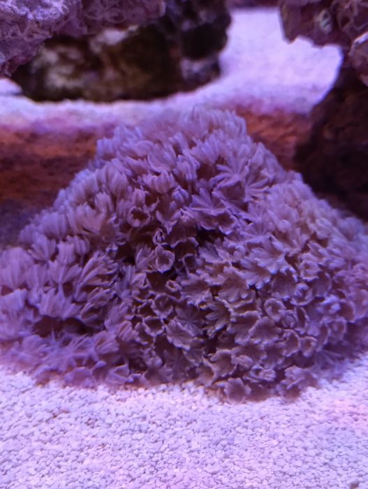 Corais Saudáveis & Frags