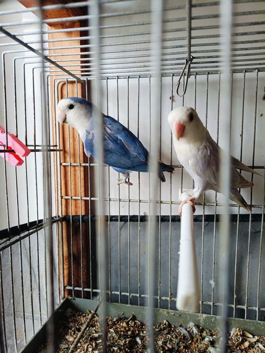 Rosicolis novos e casais