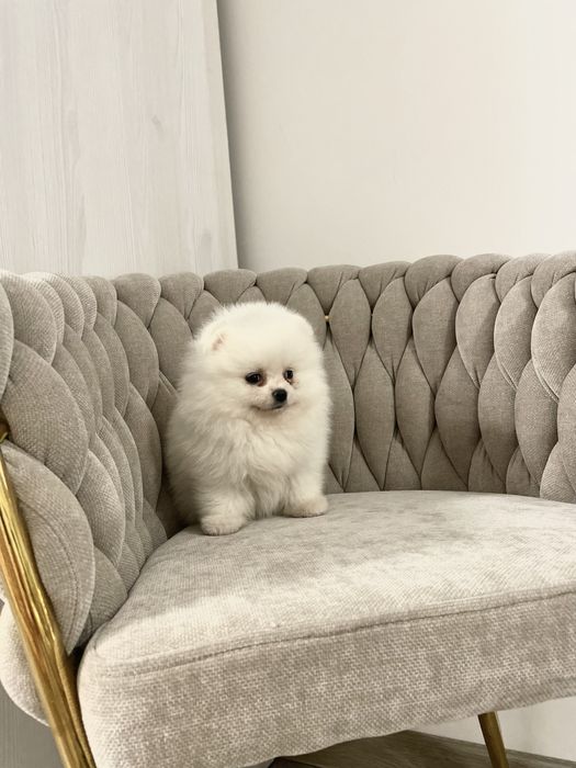 Pomeranian biały misio