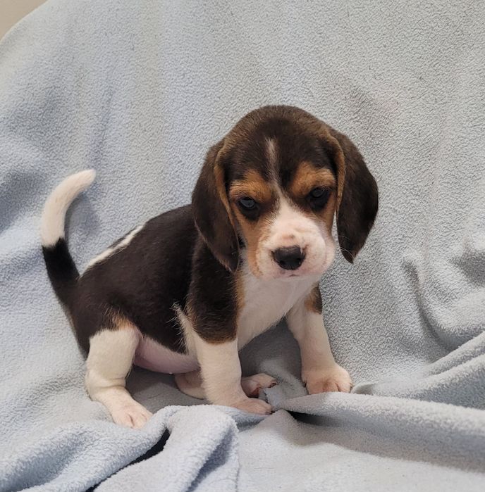 Beagle macho bebé