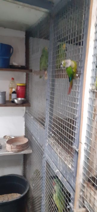 Pirruras molinay macho