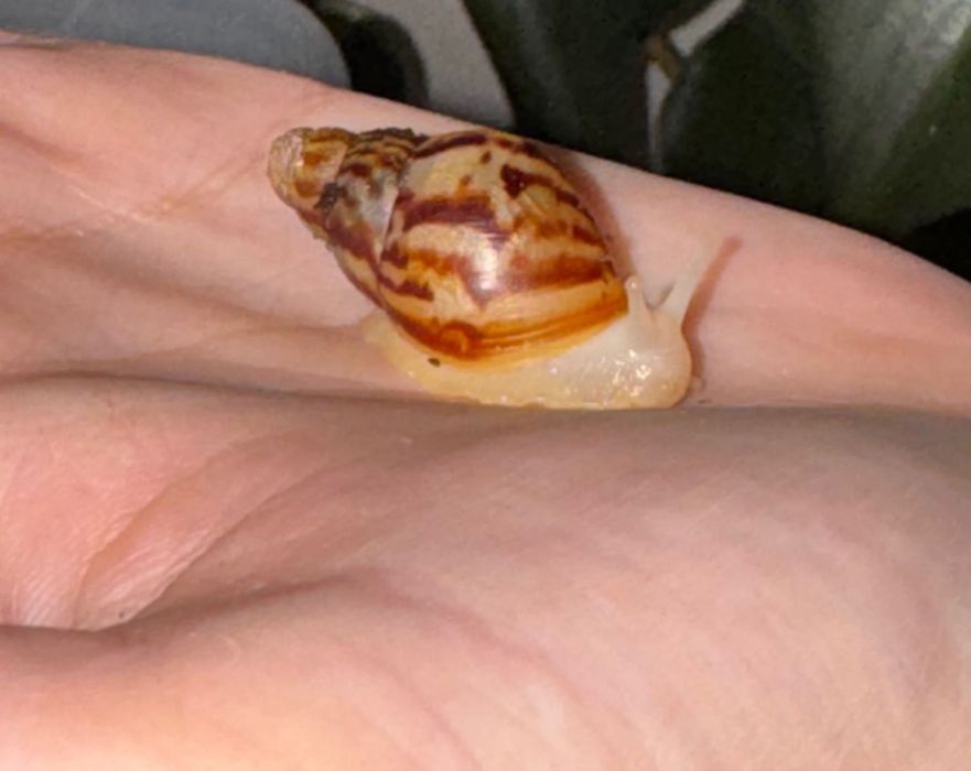 Ślimak afrykański (lissachatina reticulata)