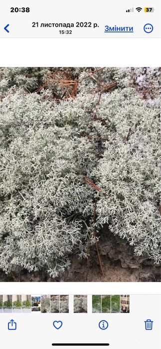 Живий та сухий мох,ягель,дикранум.Живой лесной мох для улиток и декора