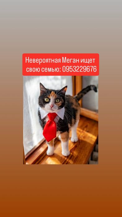 Сногсшибательная трехцветка Меган ищет свою семью