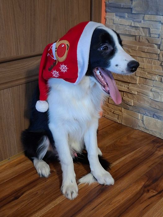 Border Collie szczeniak piesek:-) piękny
