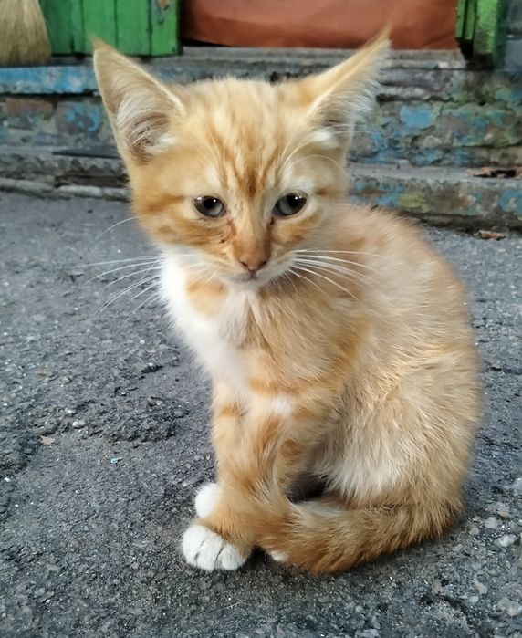 Віддам кошенят в добрі руки
