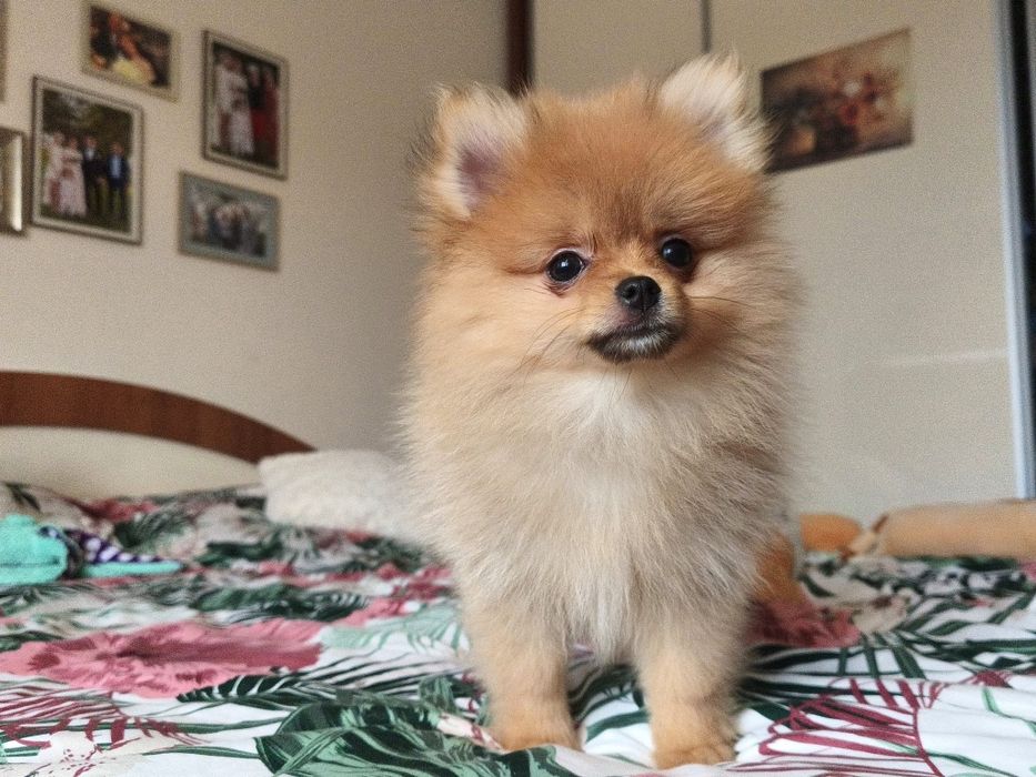 Szpic miniaturowy pomeranian
