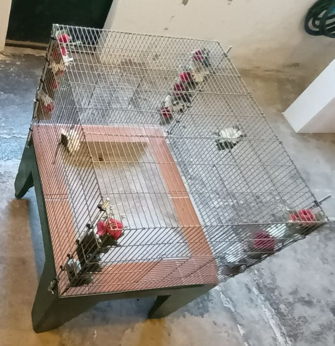 Banheira para passaros