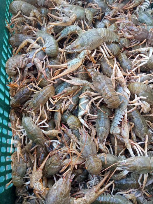 Живі раки оптом і в роздріб