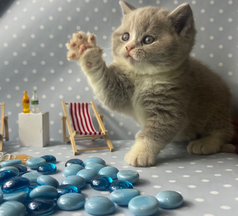 Kocięta brytyjskie kotki kocurki koty kocury długowłose FPL WCF