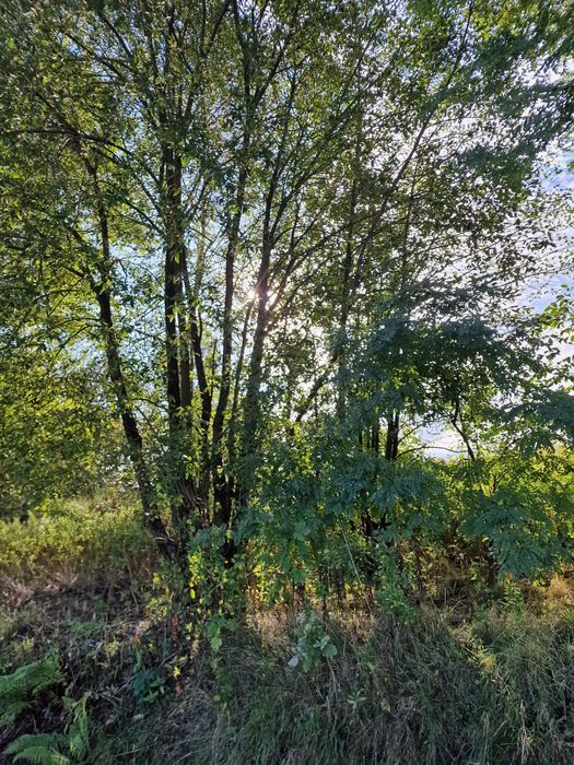 Akacja drzewo do ścięcia