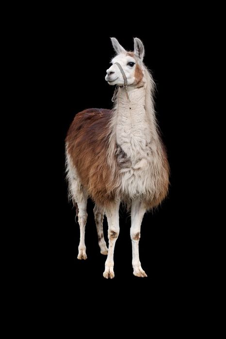 Lama samiec kryjący