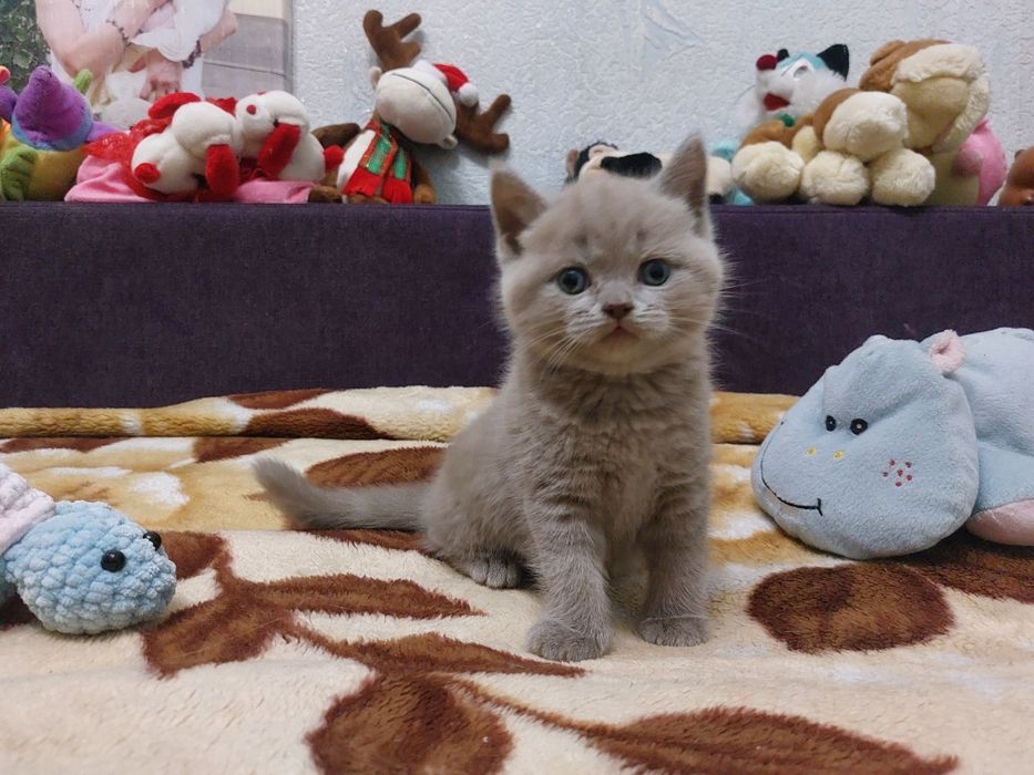 Срочно Продам малышей