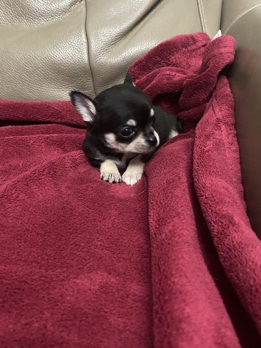 Sympatyczna sunia Chihuahua