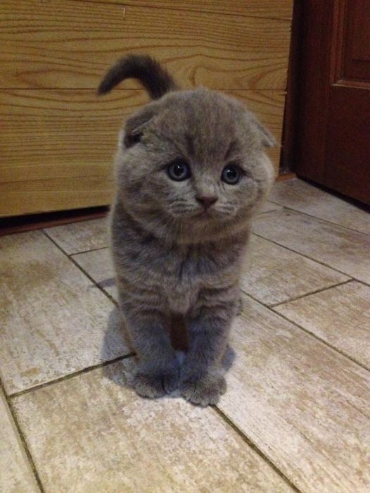 Шотландский прямоухий (скотиш страйт) кот приглашает на вязку