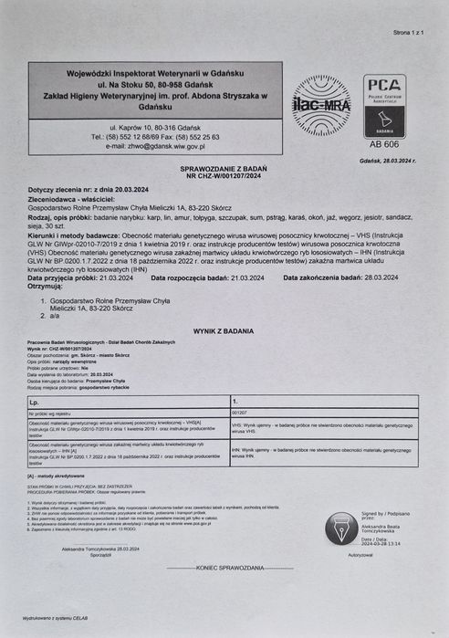 Węgorz zarybieniowy Narybek Kroczek węgorza