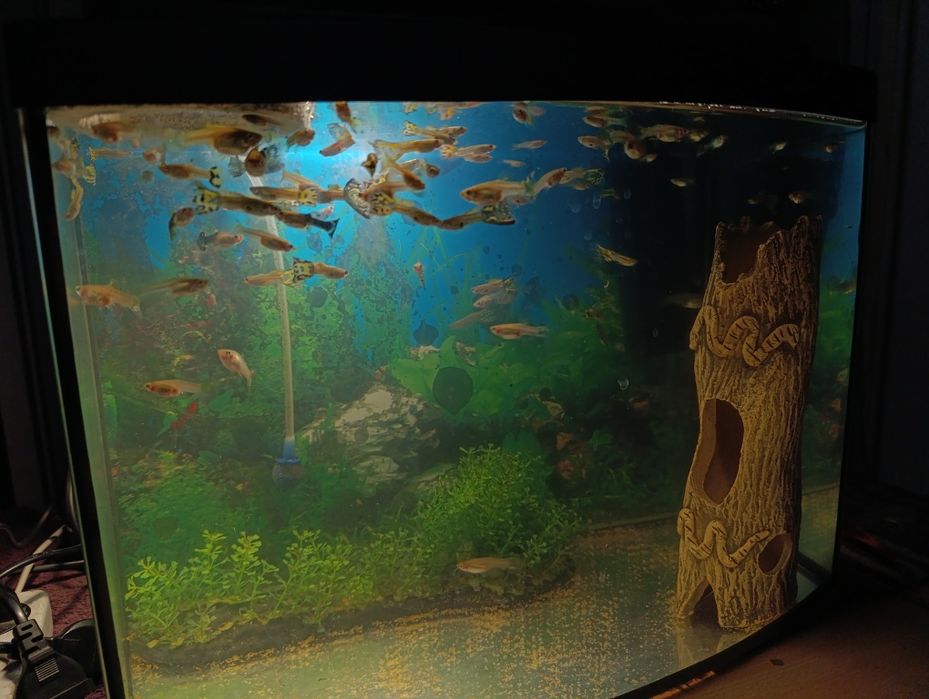 Рыбки Гуппи (отдельно/+аквариум)