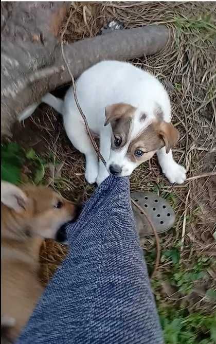 віддам цуценят, безкоштовно