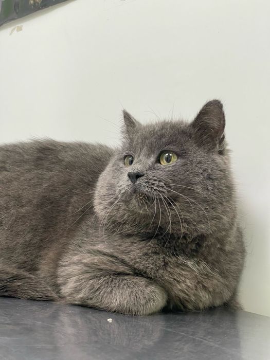 Шукаю для котика родину