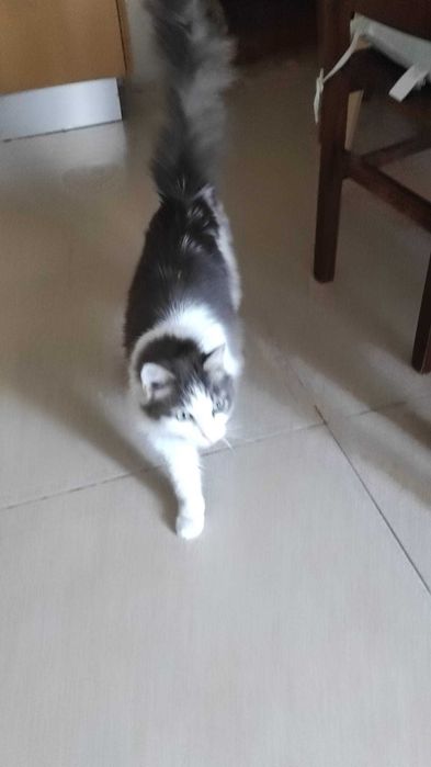Gatinha jovem e dócil para adopção