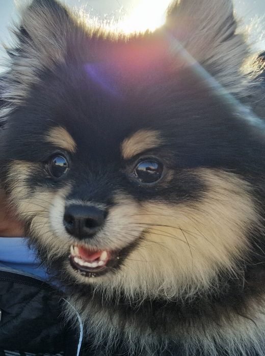 Spitz Alemão Anão macho disponível para cruzar